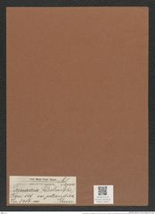 Trinacria pileolus var. jutlandica Grun. (de-Toni-Nr.: Genus 119, Species 3416) Zeichnungen Sammlung Grunow Mappe 03623 (Herbarium_W_Grunow_drawings_Folder_03623)